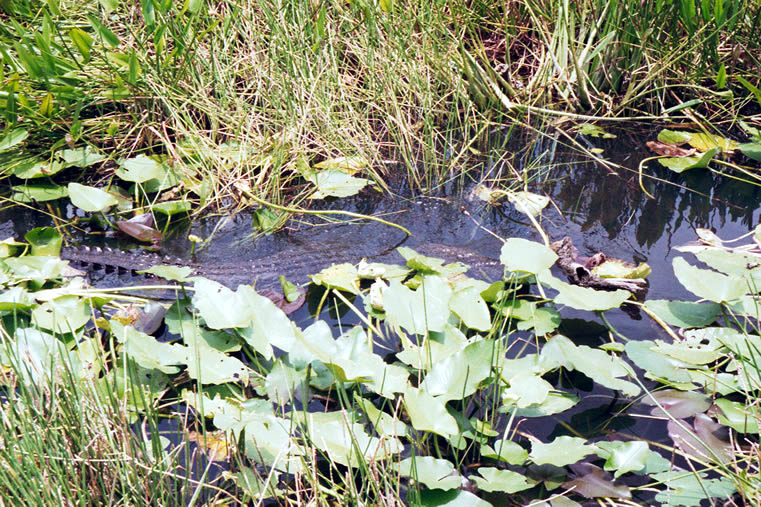 Krokodil im Everglades National Park