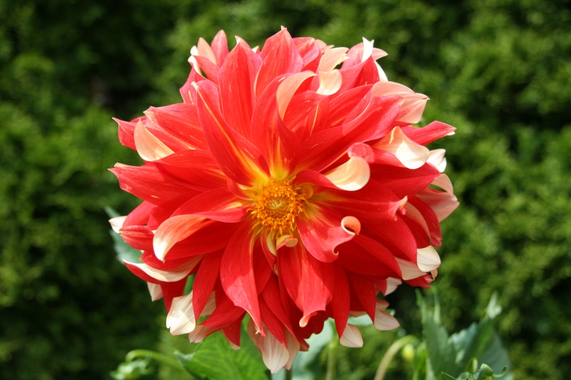 Blumen im Garten der Casa Loma (span. „Haus auf dem Hügel“)