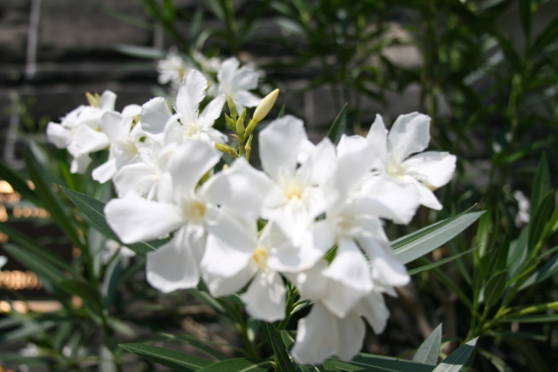 Blumen im Garten der Casa Loma (span. „Haus auf dem Hügel“)