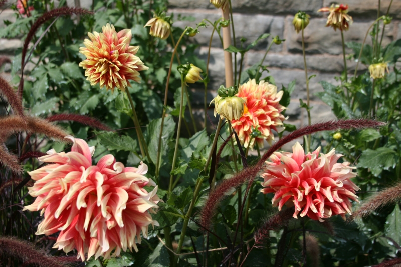 Blumen im Garten der Casa Loma (span. „Haus auf dem Hügel“)