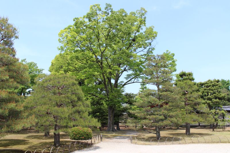 Park inside& Nijō Castle