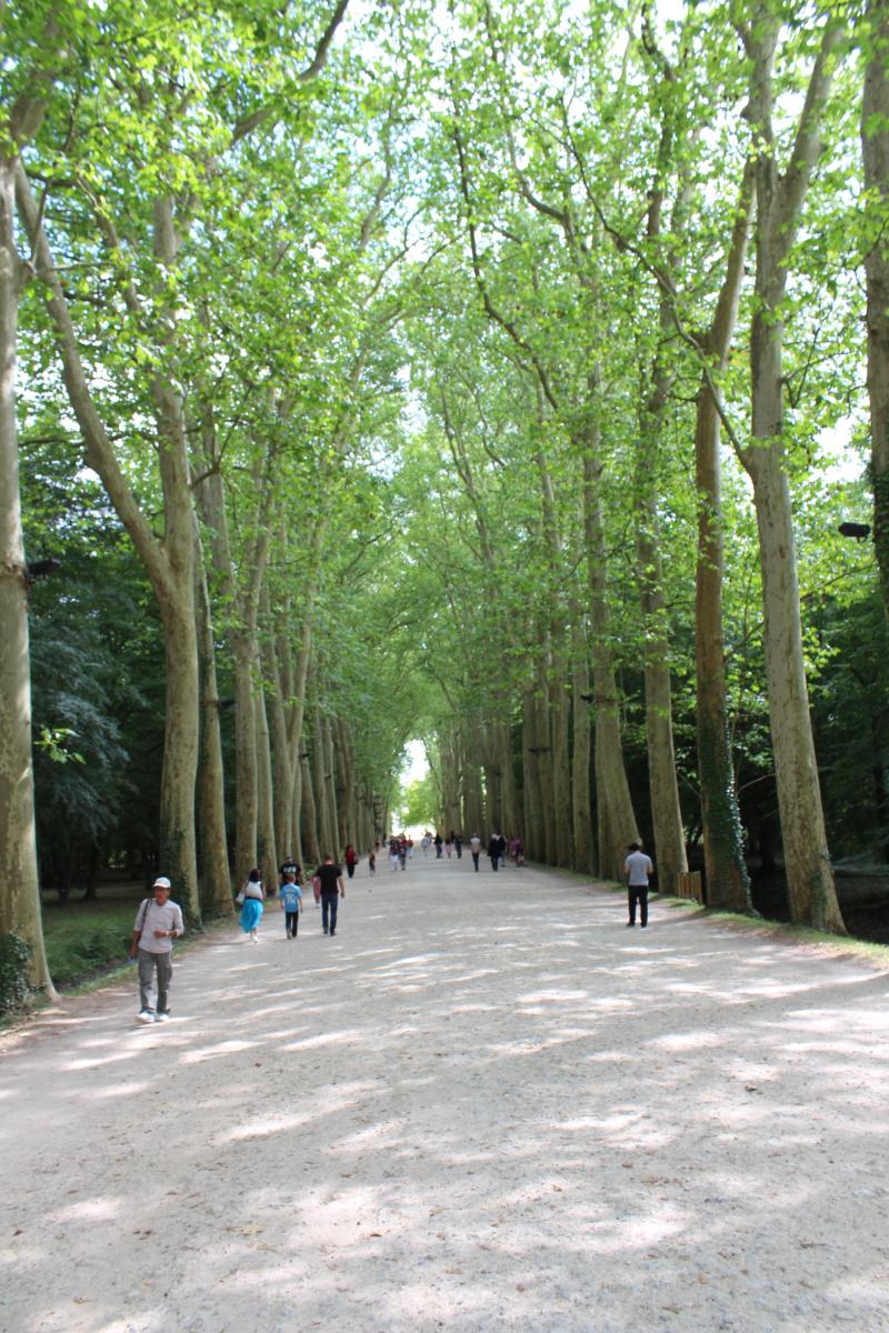 Path through the woods towards the palace