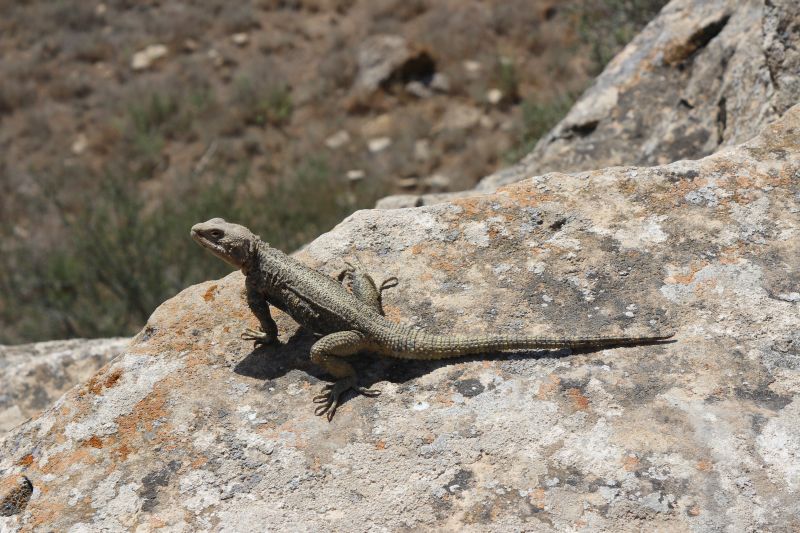 Qobustan-Nationalpark