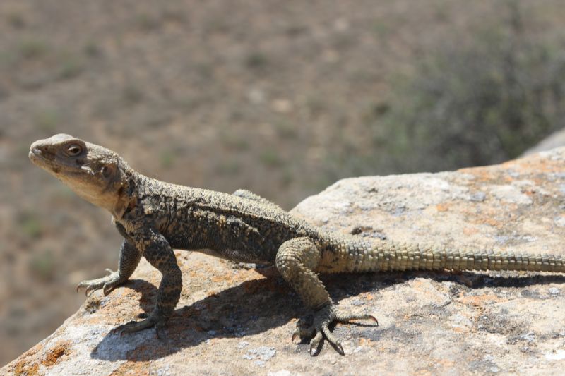 Gobustan National Park