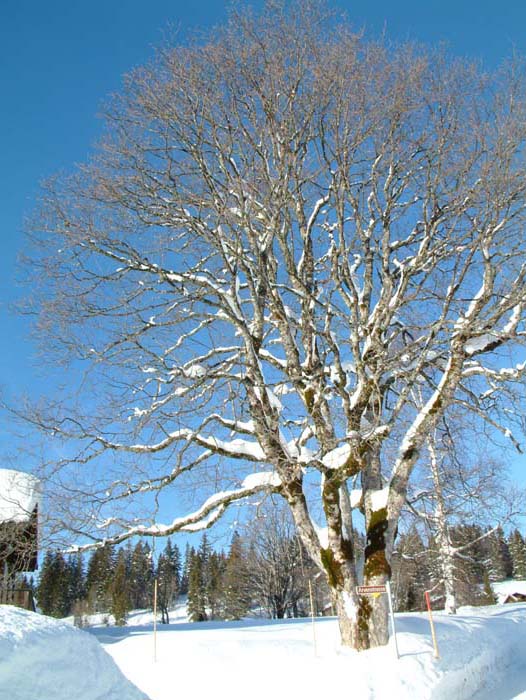 Mit Schnee beladener Baum