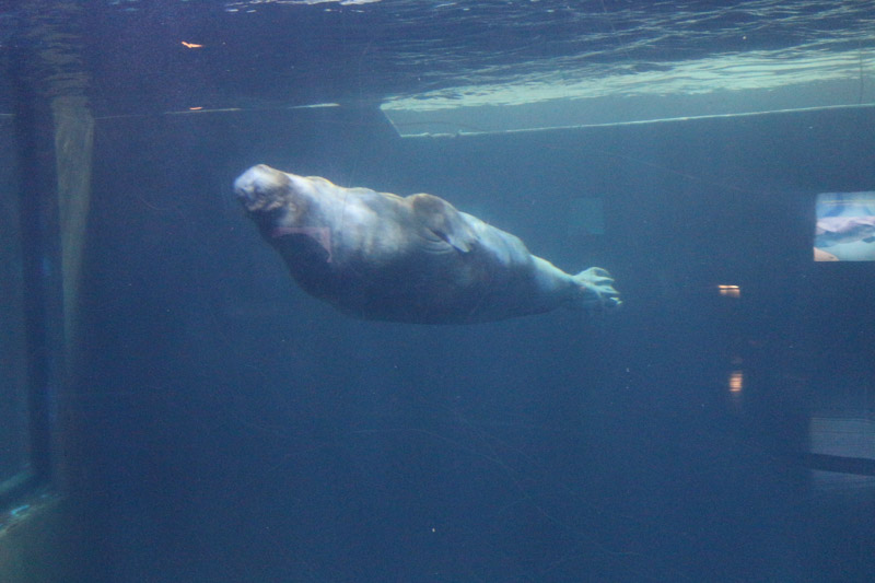 Beluga whale in L'Oceanogràfic