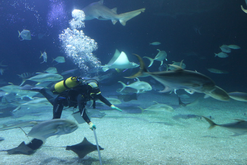 A diver is cleaning the& L’Oceanogràfic ocean tank surrounded by sharks and other fish