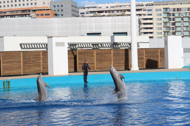 L'Oceanogràfic& dolphinarium