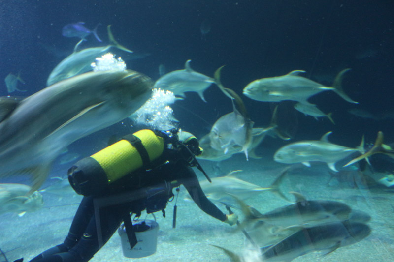 A diver is cleaning the& L’Oceanogràfic ocean tank surrounded by sharks and other fish