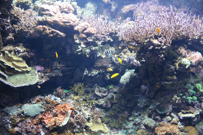 Aquarium im L'Oceanogràfic