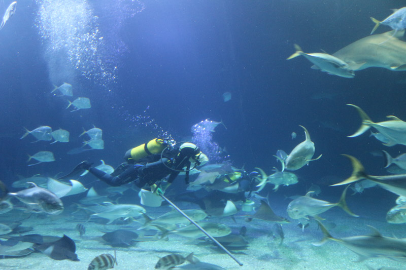 A diver is cleaning the& L’Oceanogràfic ocean tank