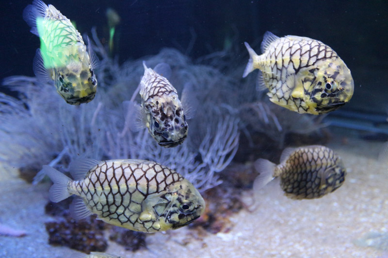 Aquarium in L'Oceanogràfic