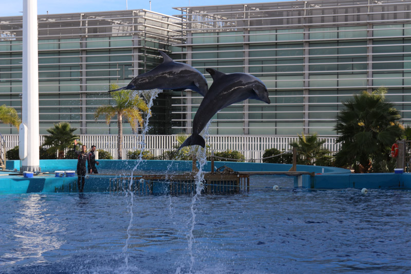 L'Oceanogràfic& dolphinarium