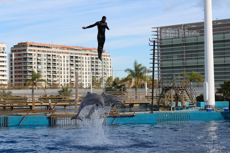 L'Oceanogràfic& dolphinarium