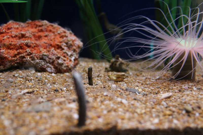 Aquarium im L'Oceanogràfic