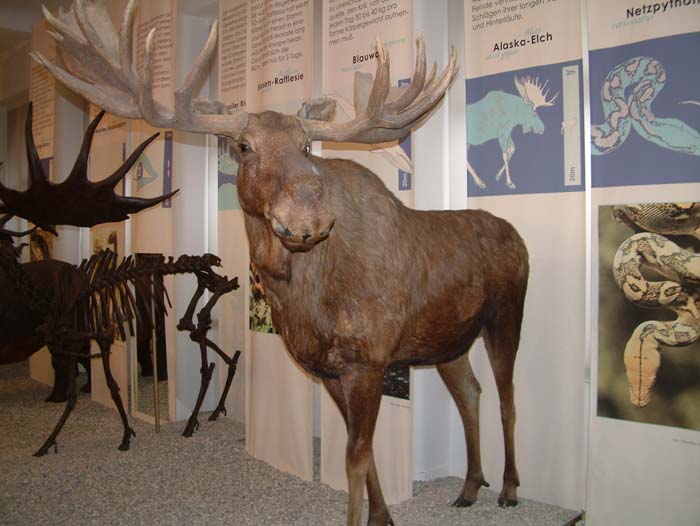 Taxidermy exhibits with mamals in the natural history section of the Senckenberg Museum.