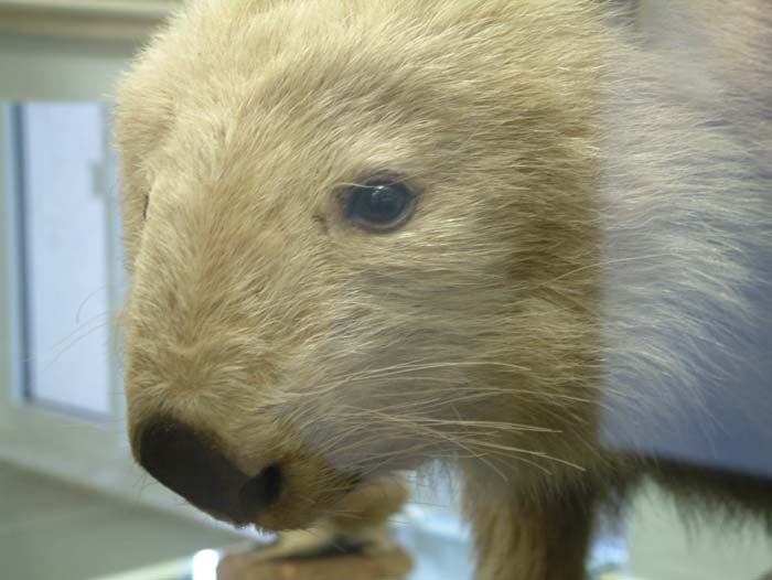 Teil der naturkundlichen Ausstellung des Senckenberg Museums sind auch Präparate von zahllosen Tierarten