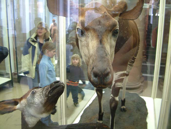 Taxidermy exhibits with mamals in the natural history section of the Senckenberg Museum.