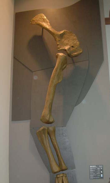 Leg bone of a "Supersaurus"