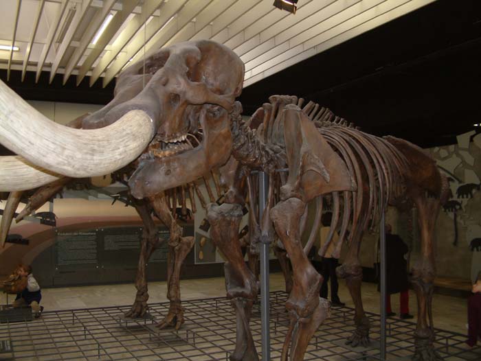 Skelett eines Mammut im Senckenbergmuseum