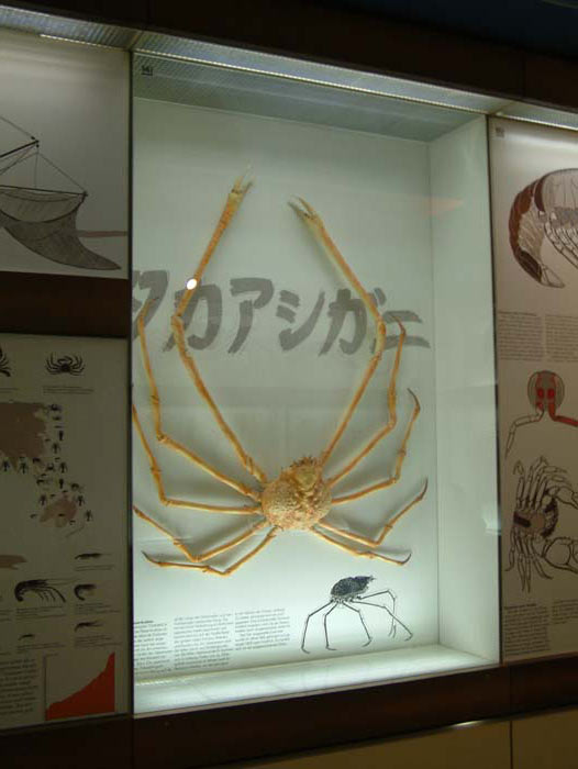 Japanische Riesenkrabbe (Macrocheira kaempferi) im Senckenbergmuseum