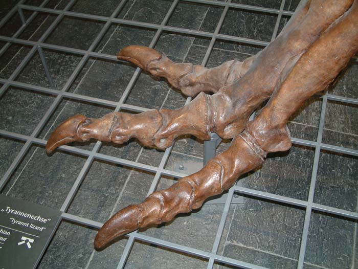 Fuß einer "Tyrannenechse" im Senckenbergmuseum