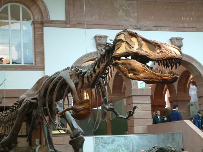 Dinosaurierskelett eines Tyrannosaurus rex im Senckenbergmuseum