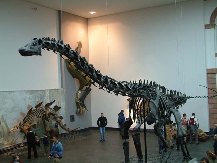 Dinosaurierskelett im Senckenbergmuseum