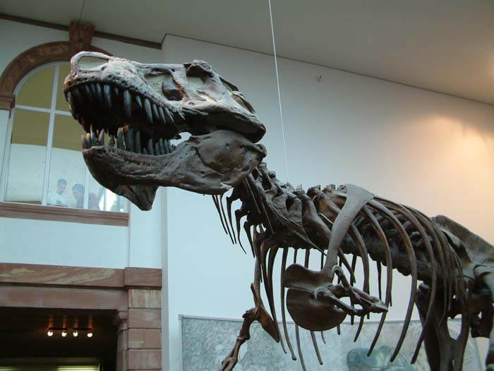Dinosaurierskelett eines Tyrannosaurus rex& im Senckenbergmuseum
