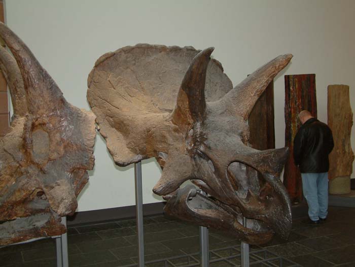 Dinosaurierskelett im Senckenbergmuseum