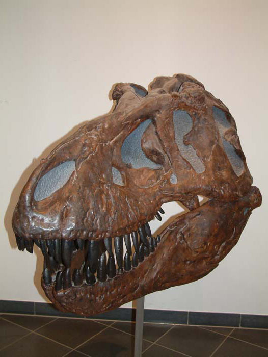Head of a Tyrannosaurus rex