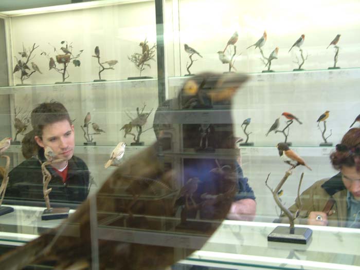 Taxidermy exhibits with birds in the natural history section of the Senckenberg Museum.