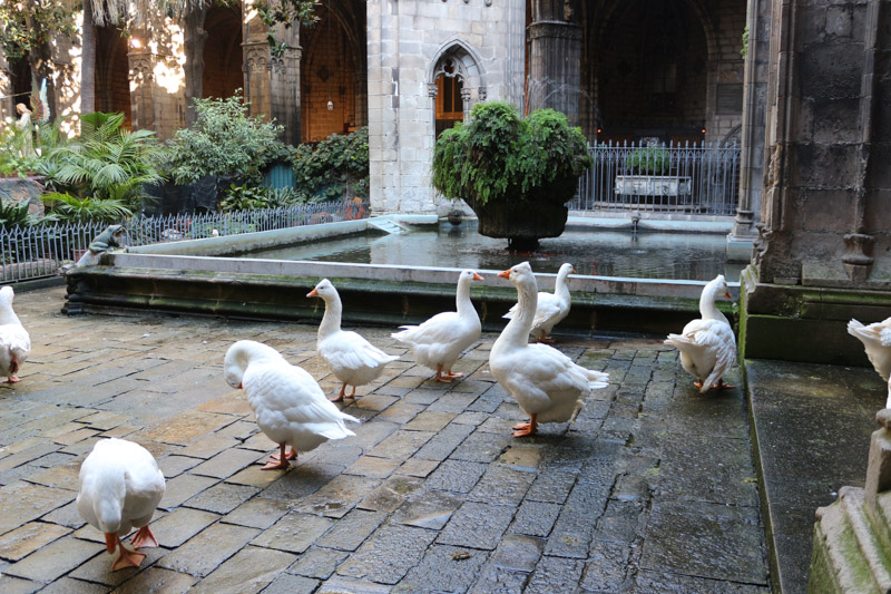 Thirteen& white geese are kept in the cloister of Barcelona cathedral.& The cathedral is dedicated to Eulalia of Barcelona, co-patron saint of Barcelona, a young virgin who, according to Catholic tradition, suffered martyrdom during Roman times in the city. The number 13 is supposed to refer to her age when she was killed.