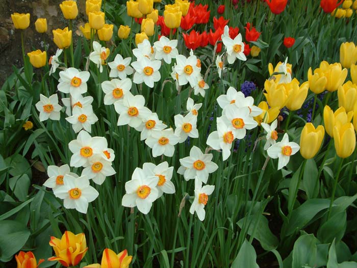 Flowers in various colours in the gardens of Mainau Island