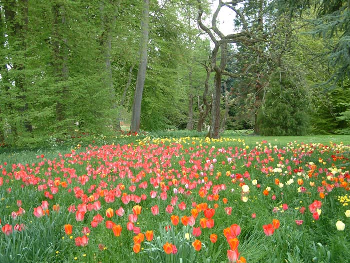 Blumen in verschiedenen Farben auf der Insel Mainau