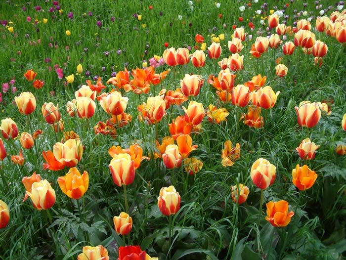 Tulips in various colours in the gardens of Mainau Island