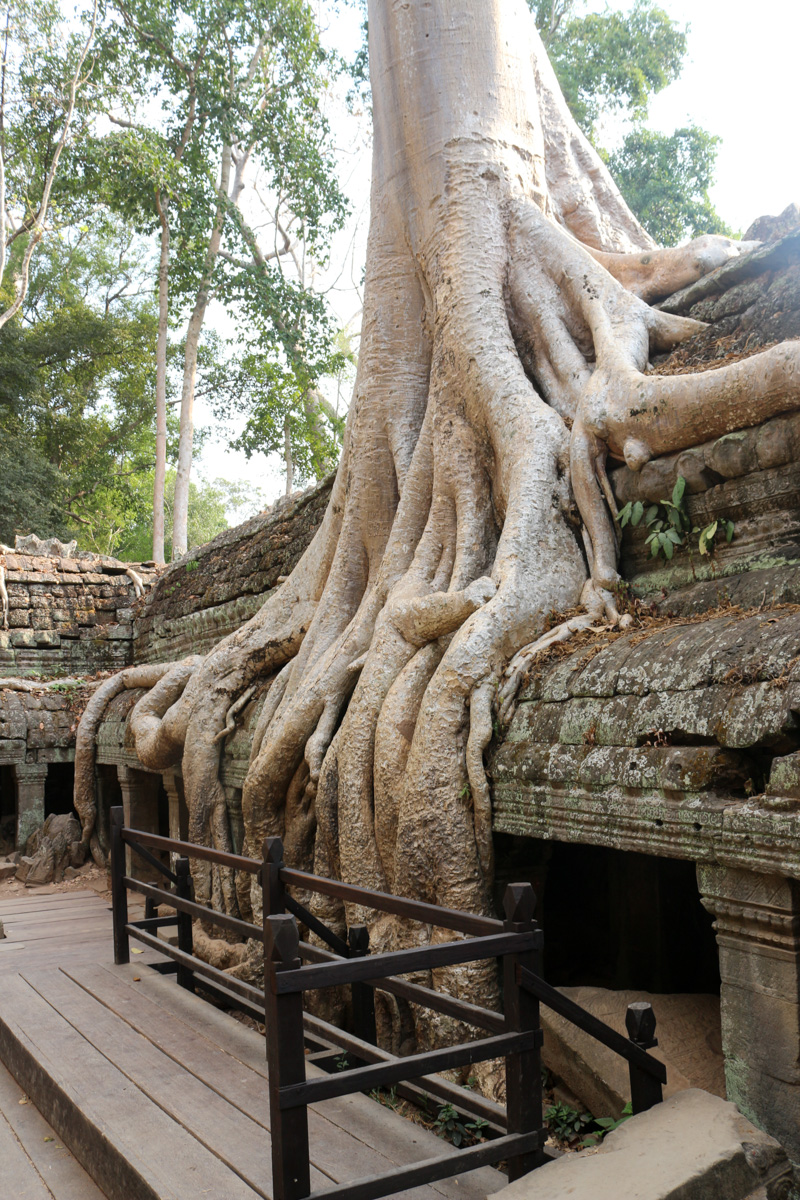 Roots of a spung running along the gallery of the second enclosure.& Tetrameles nudiflora is a species of plant in the family Tetramelaceae. It is a large deciduous tree found across southern Asia from India through southeast Asia, Malesia and into northern Australia. It clearly shows that tree can destroy entire buildings.