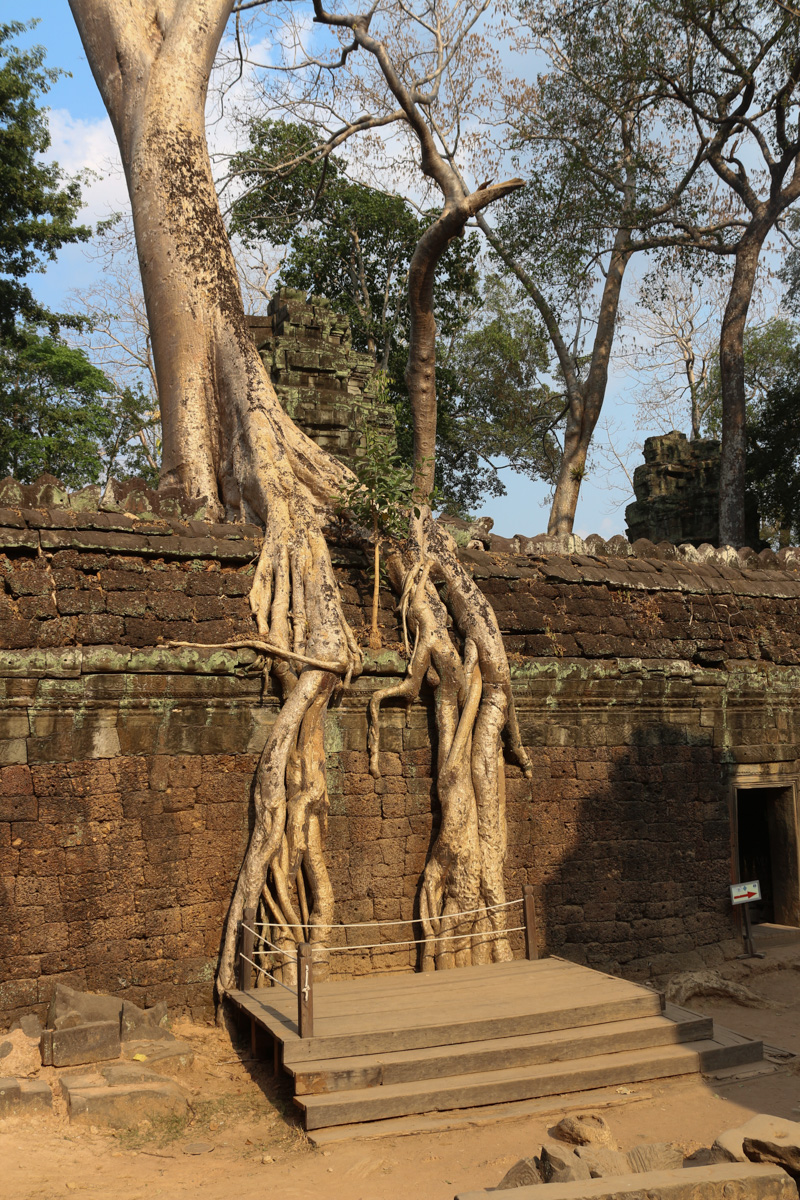 Wurzel eines Tetrameles Nudiflora& Baums auf der Tempelmauer