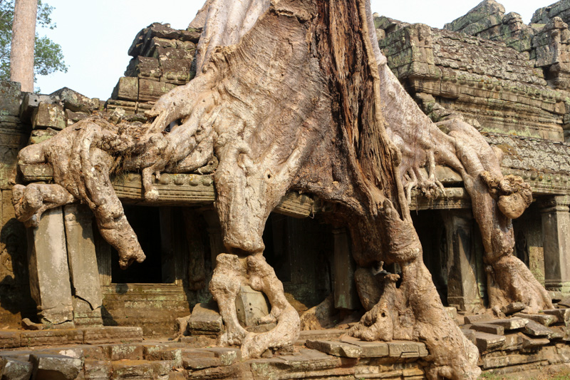 Die Wurzeln eines Tetrameles Nudiflora& Baums& haben die Säulen und das Dach der Tempelmauer umschlungen. Bäume können ganze Gebäude zerstören.