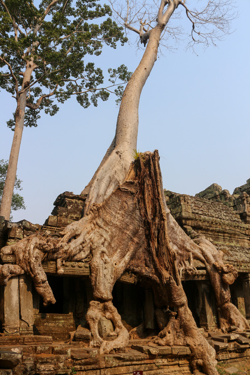 Roots of& Tetrameles nudiflora& have fully covered the columns and the roof of the temple wall. Trees can definitely crumble whole buildings.