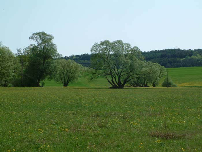 Wiese bei Mömbris