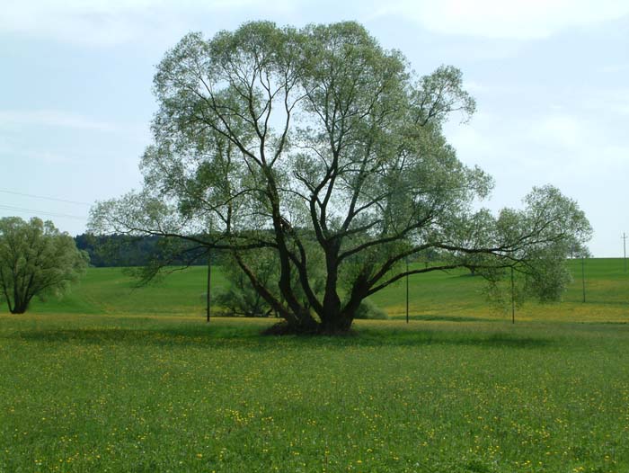 Baum auf einer Wiese bei Mömbris