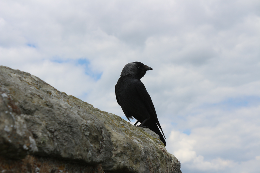 Black bird on the walls of Carisbrooke Castle