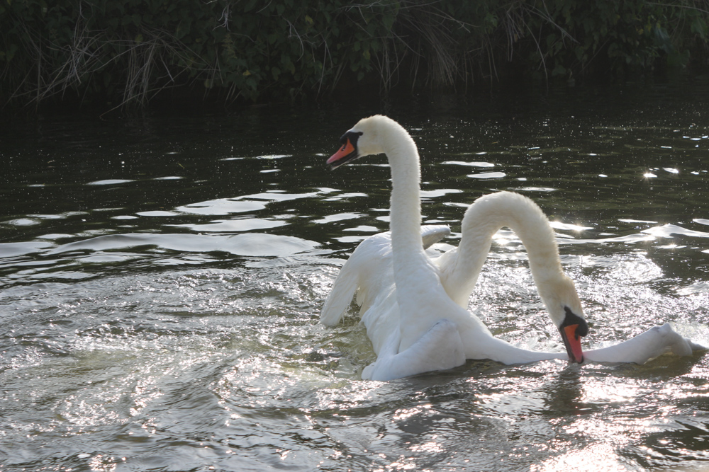 Zwei Schwäne kämpfen auf dem Avon Fluss