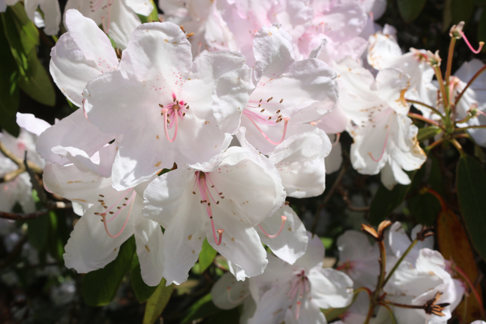 White flower in the Walled Garden of Culzean Castle