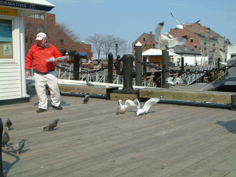 Gulls and pigeons at the pier nearby the New England Aquarium