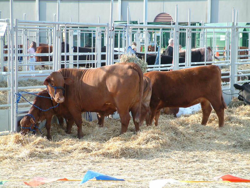 Züchter und Rancher bereiten ihre Schönheiten für den Bewertungswettbewerb der Livestock Show vor
