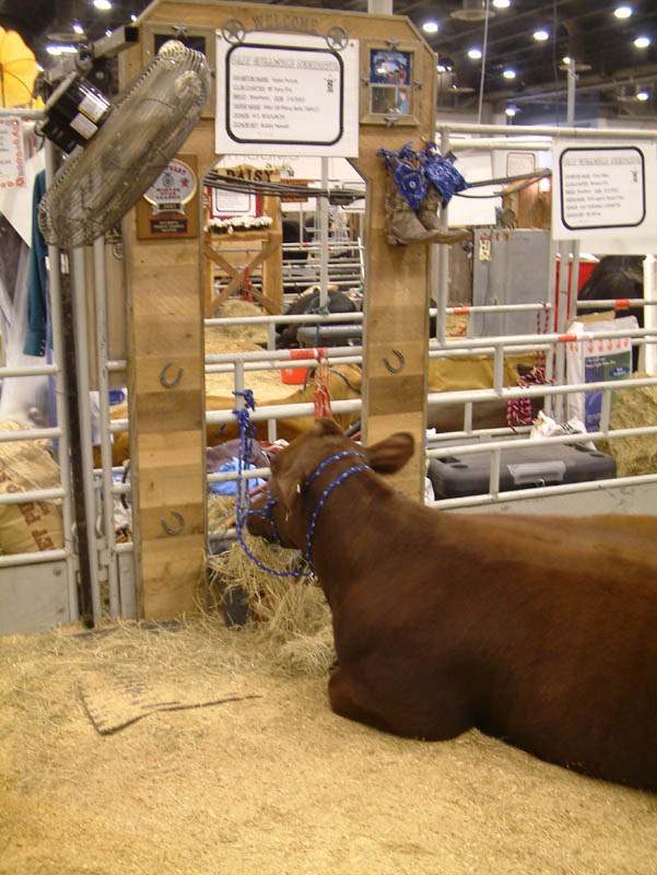 Züchter und Rancher bereiten ihre Schönheiten für den Bewertungswettbewerb der Livestock Show vor