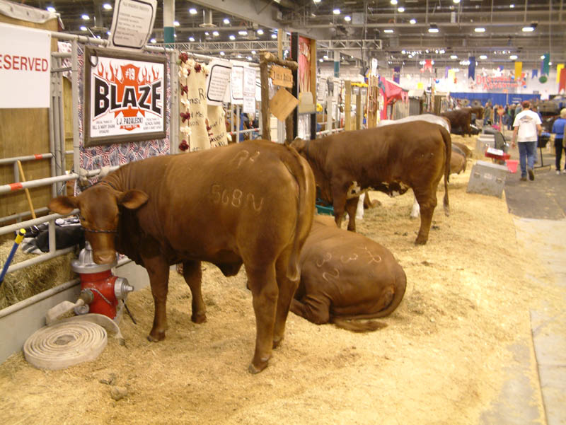 Züchter und Rancher bereiten ihre Schönheiten für den Bewertungswettbewerb der Livestock Show vor