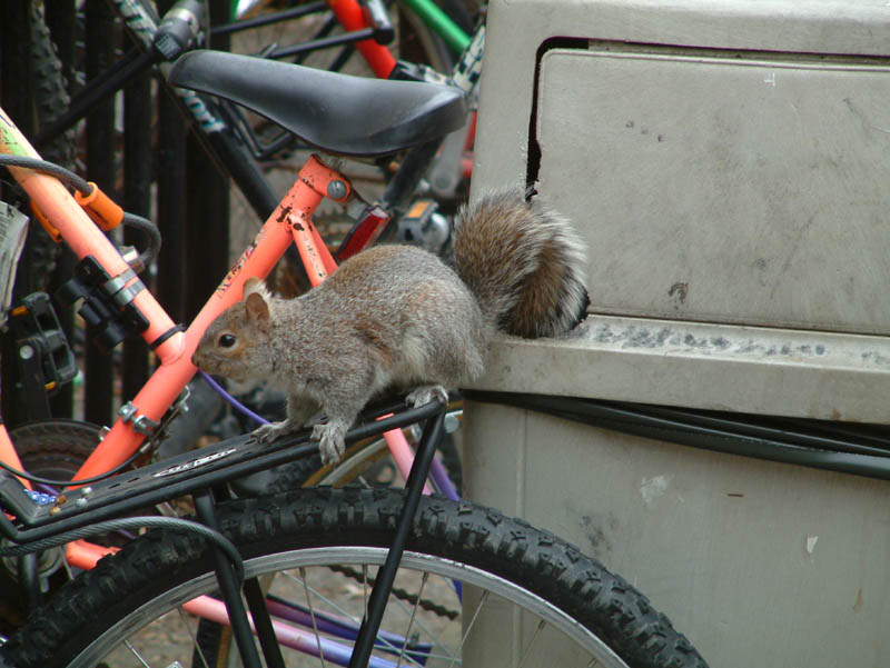 Auch die Eichhörnchen scheinen von der interlektuellen Umgebung zu profitieren. Die Mülltonnen der Harvard University haben sie auf jeden Fall mit kleinen Löchern versehen, um bequem an eventuell essbare Abfälle zu kommen.